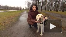 В Петербурге открылся Центр для подготовки собак-поводырей
