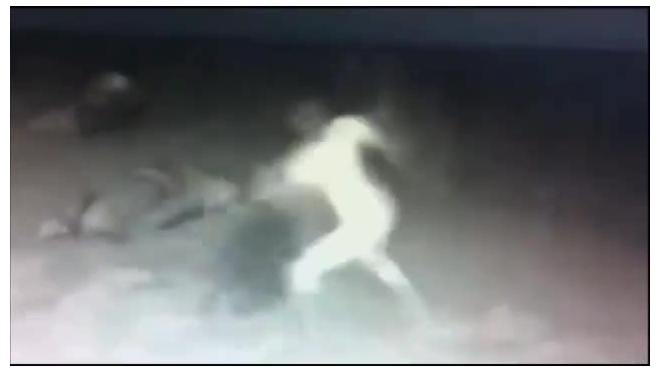 Пьяных хулиганок, избивших тюленей на пляже в Калифорнии, ищут по видеозаписи