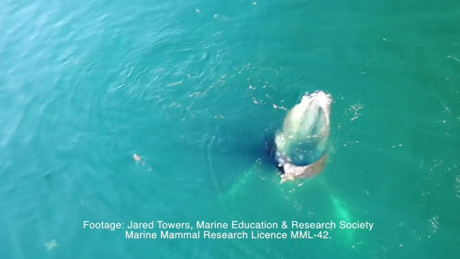 Ученые сняли на видео охоту китов, которые научились заставлять рыбу саму заплывать им в пасть 