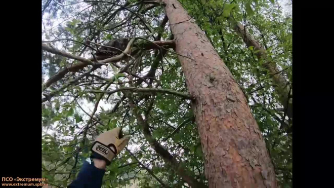 Петербургские волонтеры спасли кота, просидевшего на дереве сутки