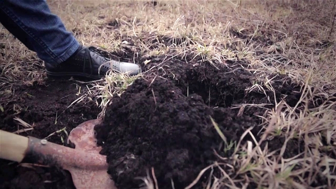 Криминал в большом городе: петербурженку расчленили и закопали останки в огороде