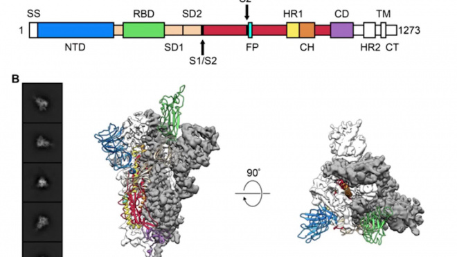 Учёные получили атомную структуру оболочки коронавируса