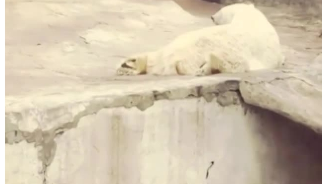 В Ленинградском зоопарке умер белый медведь-долгожитель