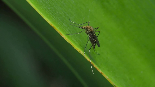 Ученые: комары распознают яды при помощи своих ног