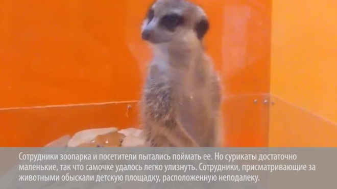 В Петербурге умная самка суриката сбежала из зоопарка в книжный магазин