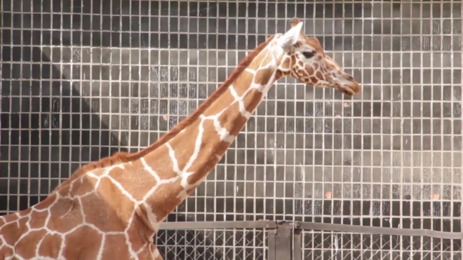 В Ленинградском зоопарке умерла 35-летняя жирафа Луга