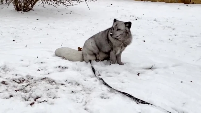 Песец Ванечка из Ленинградского зоопарка показал роскошную зимнюю шубку