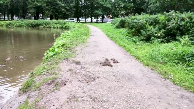 Петербуржцев огорчают полчища крыс в парке Новознаменка