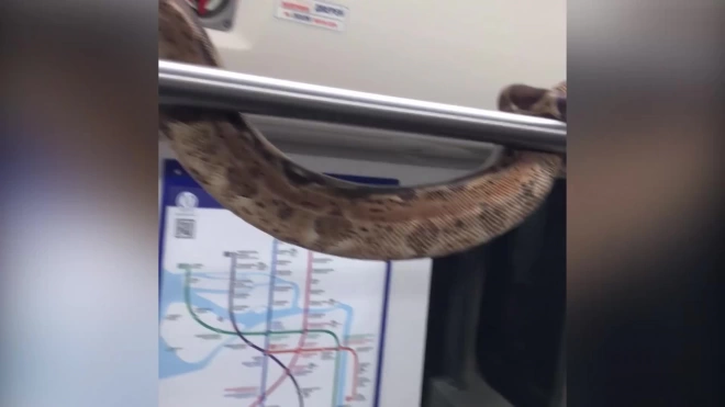 Росприроднадзор вынес предупреждение петербуржцу, который ехал со змеей в метро