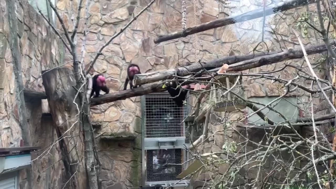 Черные макаки из Ленинградского зоопарка получили новую неустойчивую кормушку