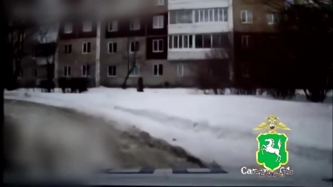 Инспектор ДПС в Томской области отогнал от женщины на улице немецкую овчарку