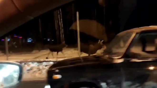 Видео: на въезде в Янино петербуржцы заметили лосей