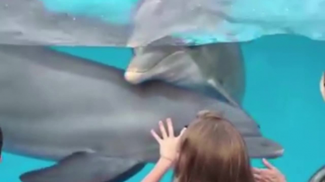 Видео из США: Маленькая девочка нашла способ приманивать к себе дельфинов