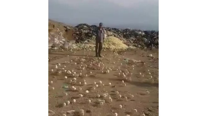 Видео: в Грузии на свалке из "испорченных" яиц вылупились сотни цыплят