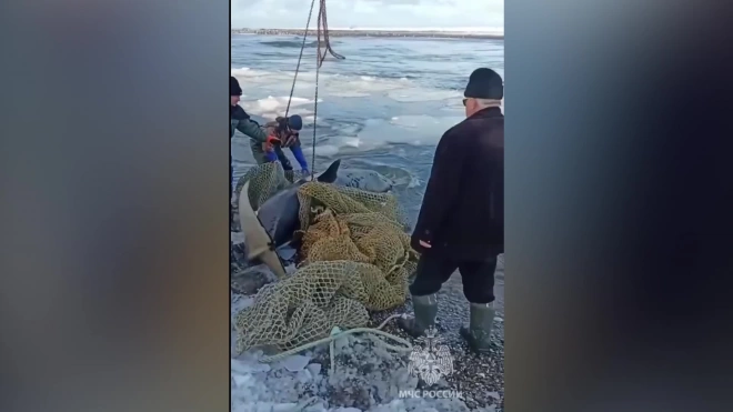 На Камчатке спасли выброшенную на берег косатку