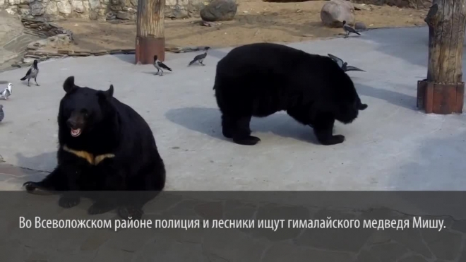 Из питомника под Петербургом сбежал медведь-язвенник: откликается на "Мишу"