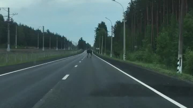На трассе Комарово-Зеленогорск водители заметили лосят