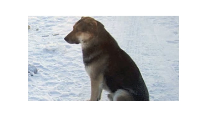 Якутского Хатико грозятся отравить или сделать из пса шашлык