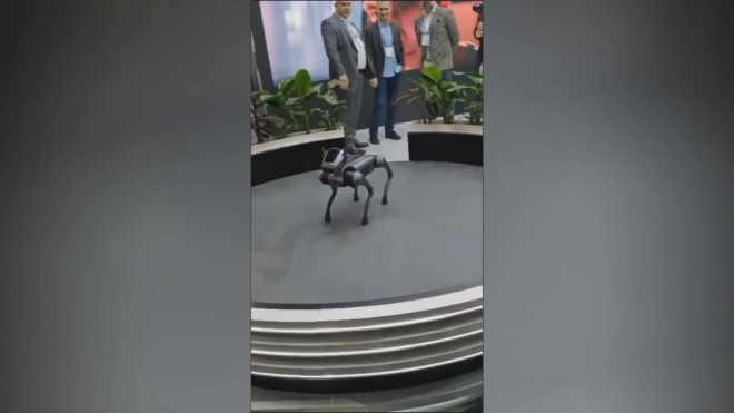 Компания Tecno представила инновационного робота-собаку Dynamic 1