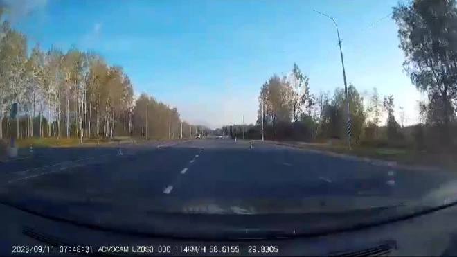В Ленобласти лось перебежал дорогу прямо перед водителем и попал на видео