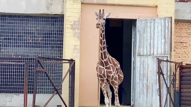 Видео: жираф Соня впервые за 7 месяцев вышла на прогулку