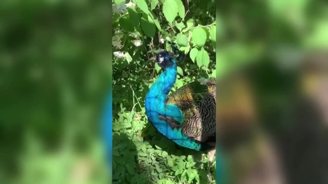 В Ленинградском зоопарке показали самца павлина
