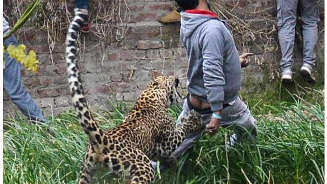 Ужасающее видео: в Индии леопард напал на толпу людей 