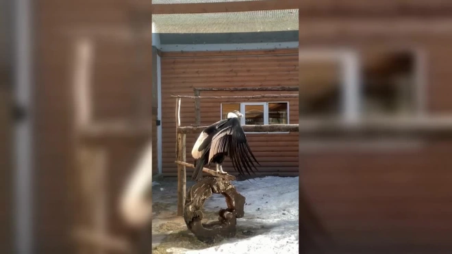 Петербуржцам показали самку андского кондора Еву из Ленинградского зоопарка
