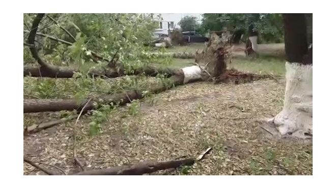 Появились фото и видео последствий урагана, который повалил в Петербурге 50 деревьев