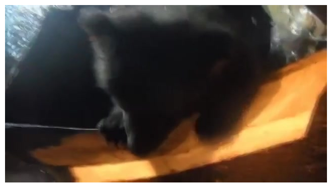 Видео из Коми: неизвестные подбросили к дороге коробку с двумя маленькими медвежатами