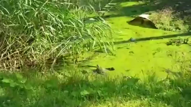 В Приморском районе петербуржцы нашли черепаху в грязной канаве