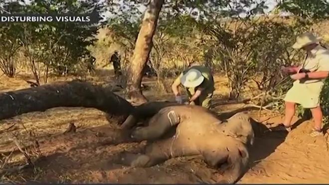 В Зимбабве выросло число слонов, скончавшихся в заповеднике Хванге