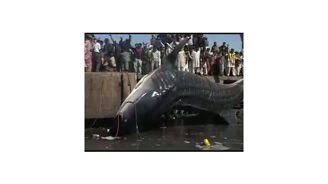 Пакистанские рыбаки выловили гигантскую акулу