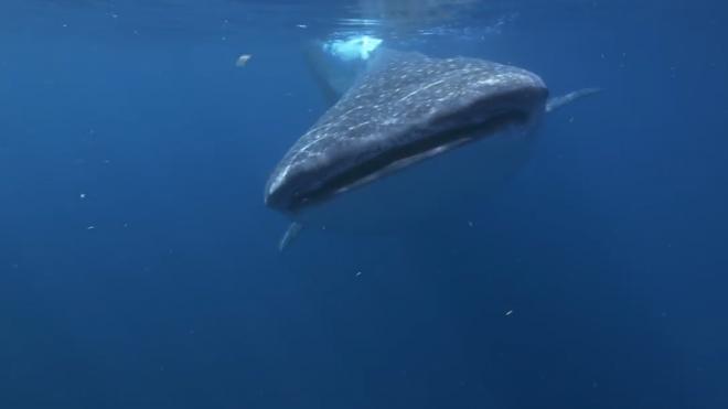 Самку китовой акулы признали самой большой рыбой