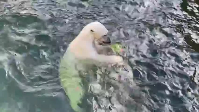 Медведица Хаарчаана открыла арбузный сезон в Ленинградском зоопарке