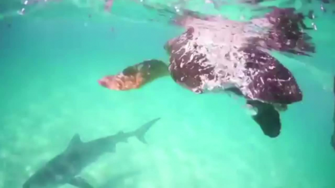 Смертельная схватка тигровой акулы и морской черепахи попала на видео у берегов Австралии