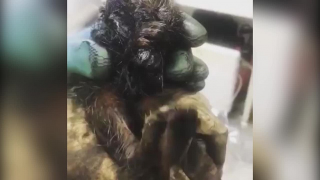 Видео: в Башкирии рабочие вытащили из мазута трех зайчат