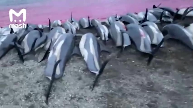На Фарерских островах охотники убили более тысячи белобоких дельфинов