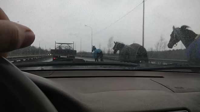 Видео: на Мурманском шоссе гаишники ловят табун лошадей