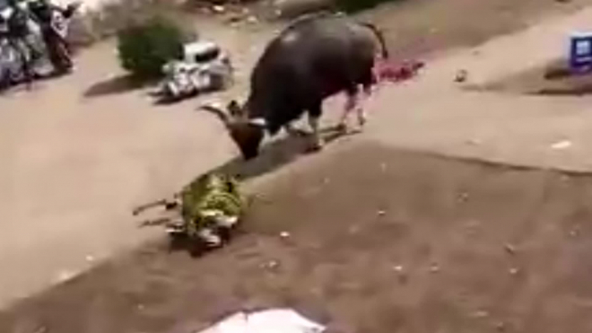 Разъяренный бизон ворвался в туристическую деревушку в Индии и набросился на людей