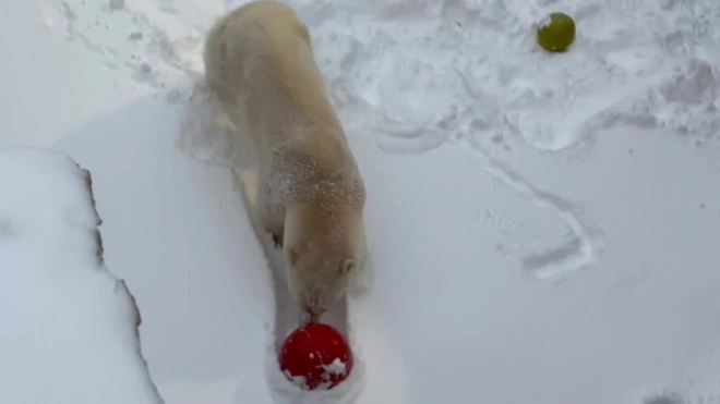 В Ленинградском зоопарке призвали радоваться зиме как белая медведица Хаарчаана