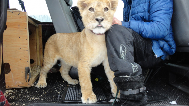 Активисты из Петербурга выкупили львенка у бездушного хозяина