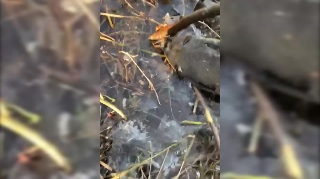 На берегу Нижнего Большого Суздальского озера обнаружили странную рыбу