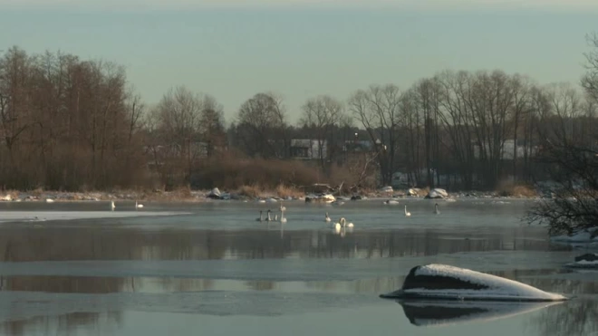 Лебеди-кликуны прилетели зимовать на Вуоксу в Приозерск