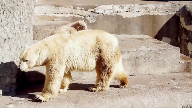 Белый медвежонок в Ленинградском зоопарке растрогал петербуржцев до слез