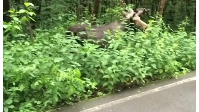 В Невском районе у дороги заметили лося