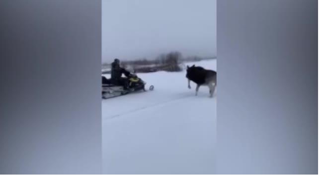 Лосенок догнал мужчин на снегоходах в Приозерском районе