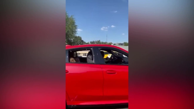 Леопарда прокатили в автомобиле в центре Москвы