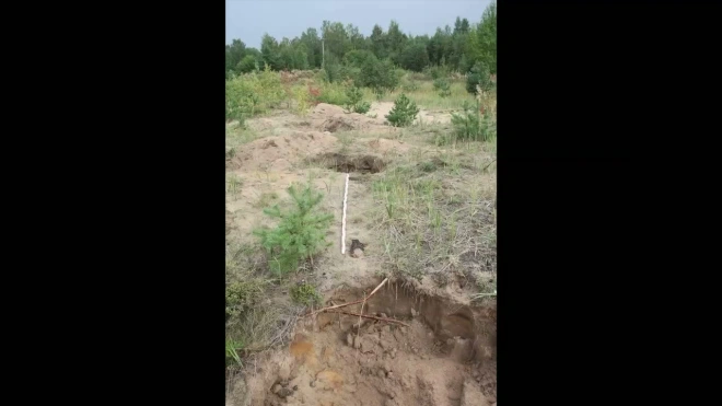 В Кингисеппском районе «черные археологи» разграбили старинное кладбище