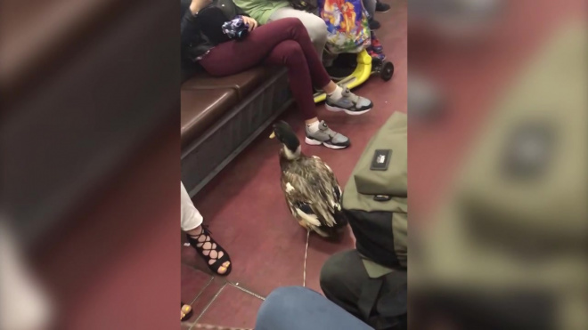 Видео: на станции "Площадь Восстания" женщина с уткой на поводке собирает милостыню 